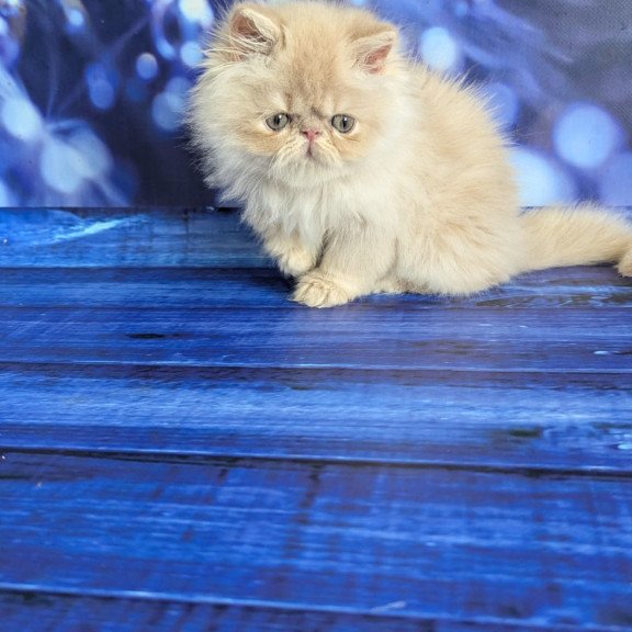 Persian EZ Timoti