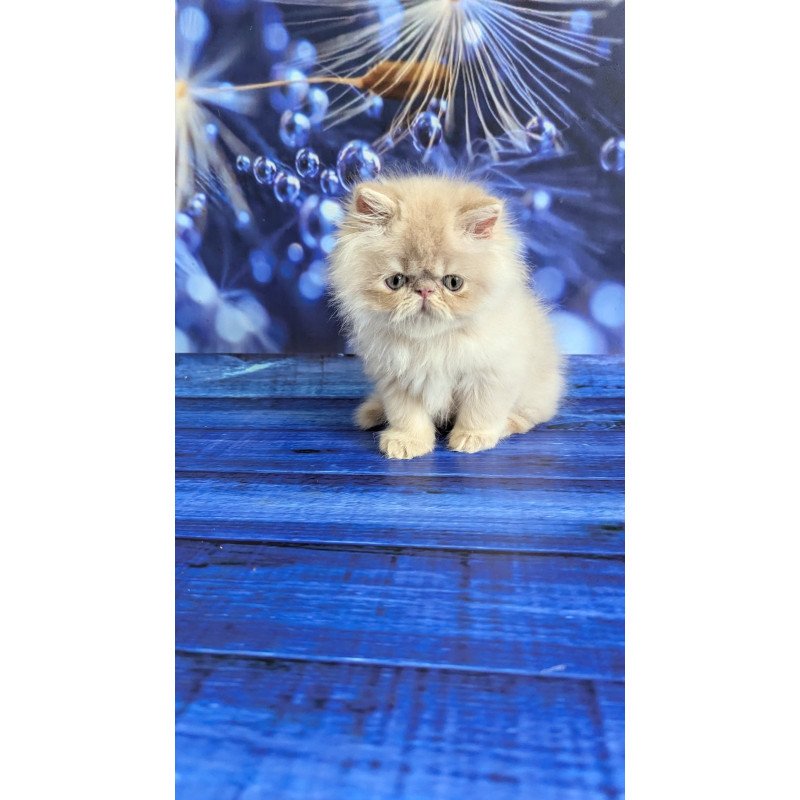 Persian EZ Timoti