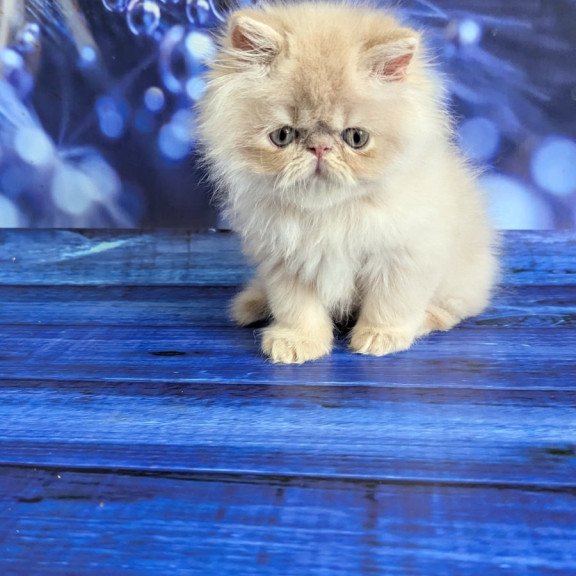 Persian EZ Timoti