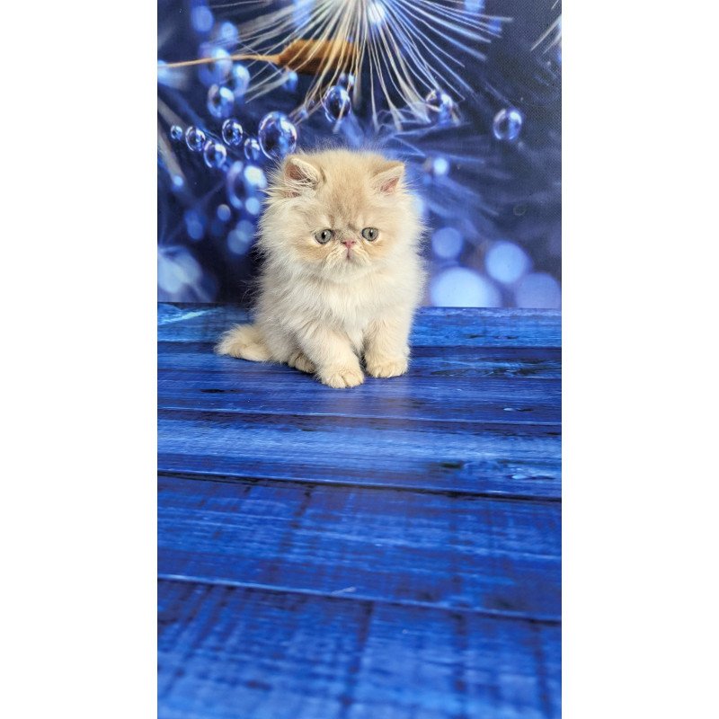 Persian EZ Timoti
