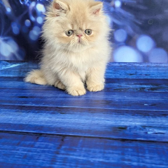 Persian EZ Timoti
