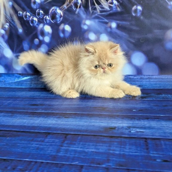 Persian EZ Timoti