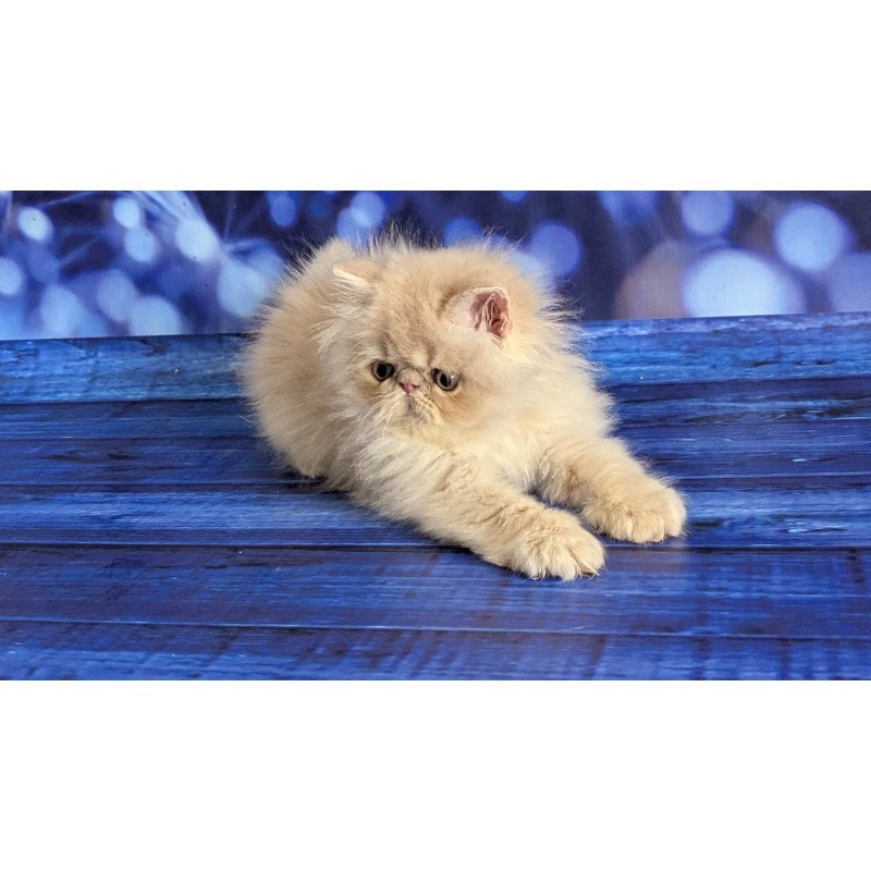 Persian EZ Timoti