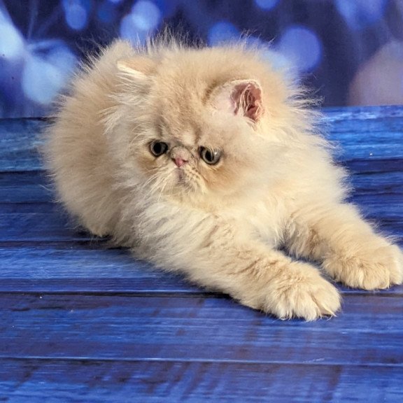 Persian EZ Timoti