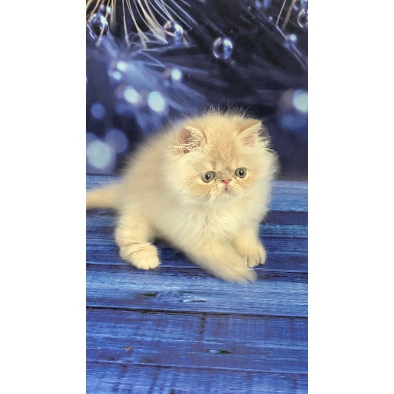 Persian EZ Timoti