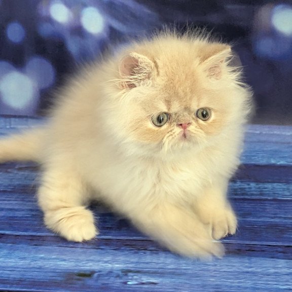Persian EZ Timoti