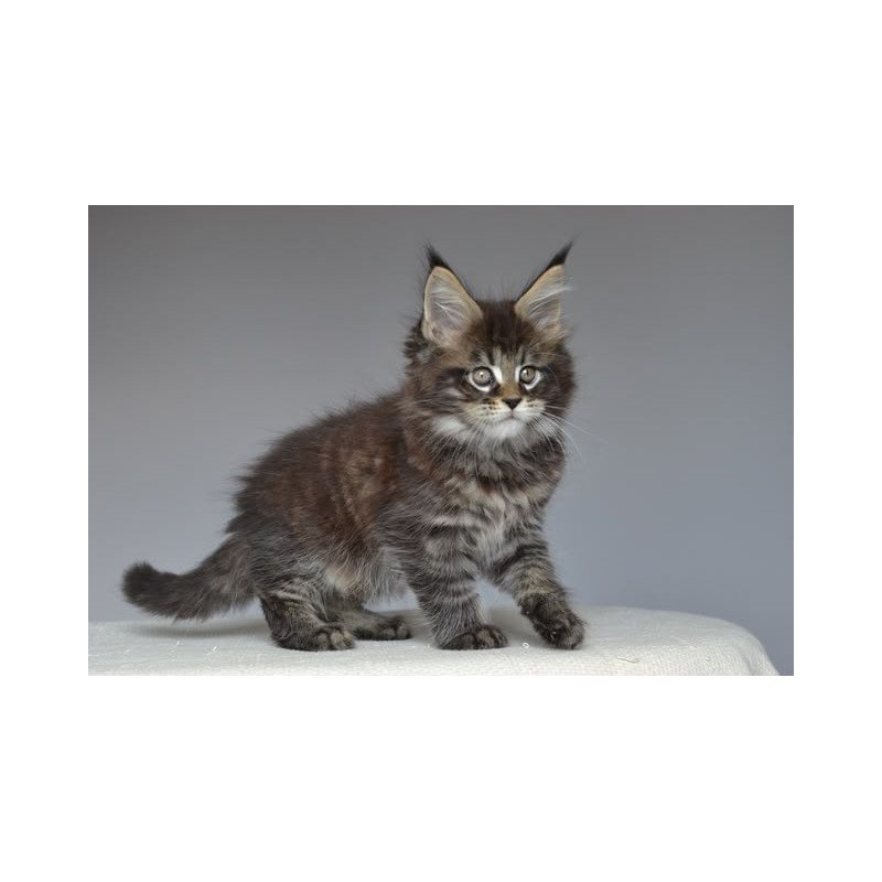 Maine Coon EZ Joyce