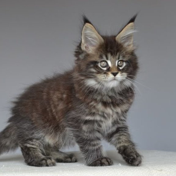Maine Coon EZ Joyce