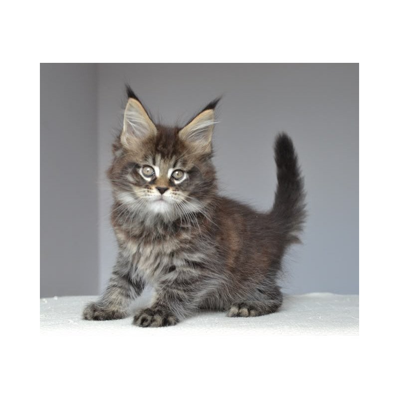Maine Coon EZ Joyce