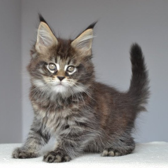 Maine Coon EZ Joyce
