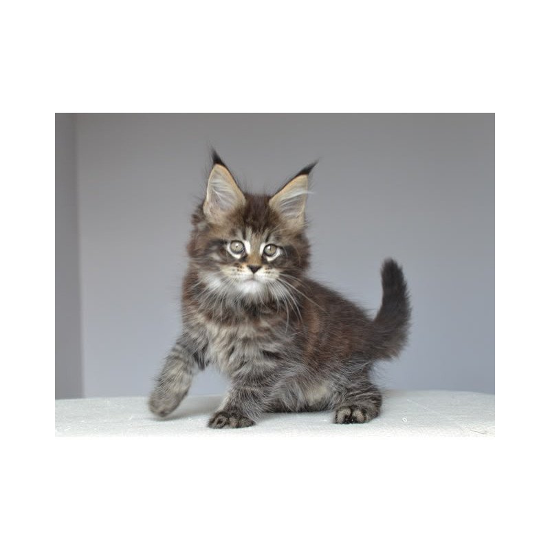 Maine Coon EZ Joyce