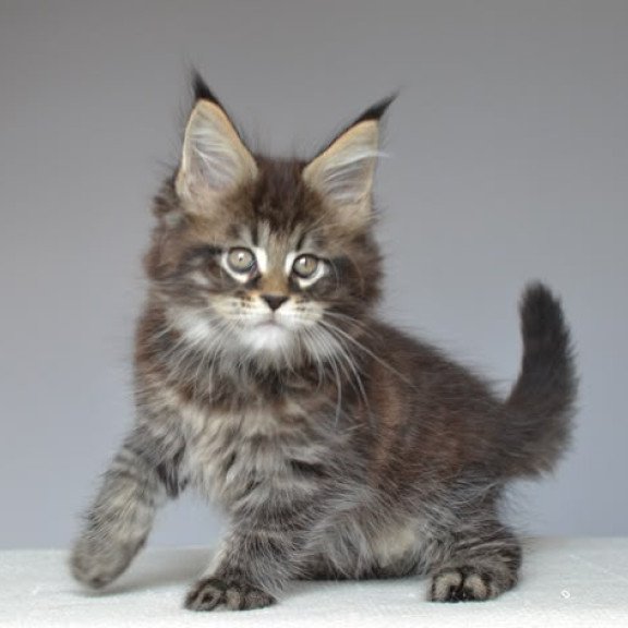 Maine Coon EZ Joyce