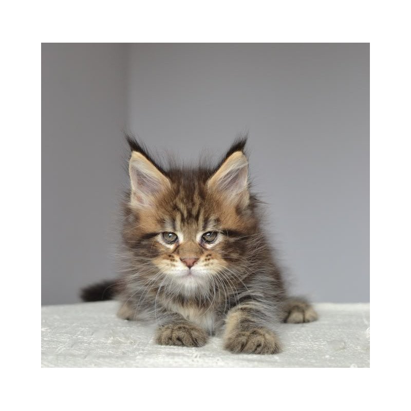 Maine Coon EZ Jemma