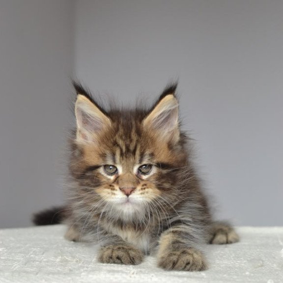 Maine Coon EZ Jemma
