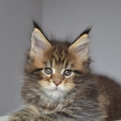 Maine Coon EZ Jemma
