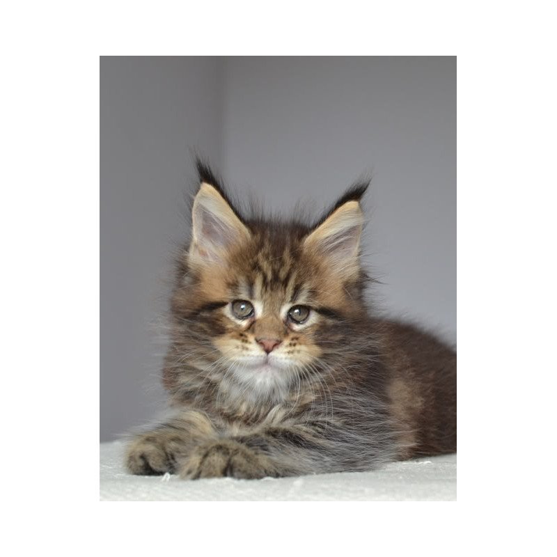 Maine Coon EZ Jemma