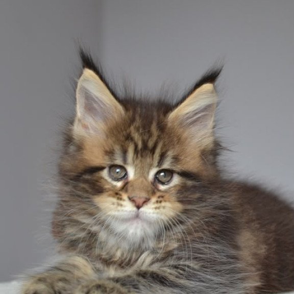Maine Coon EZ Jemma