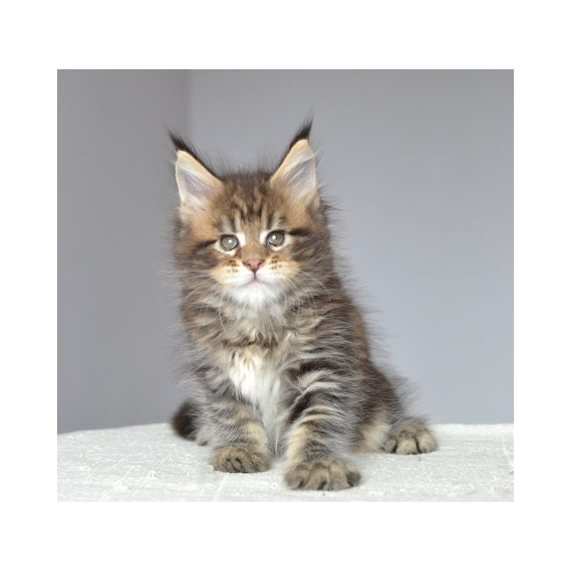 Maine Coon EZ Jemma