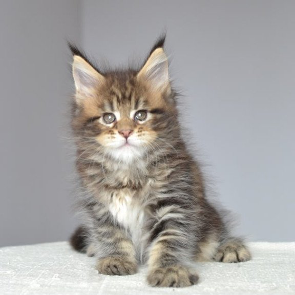 Maine Coon EZ Jemma