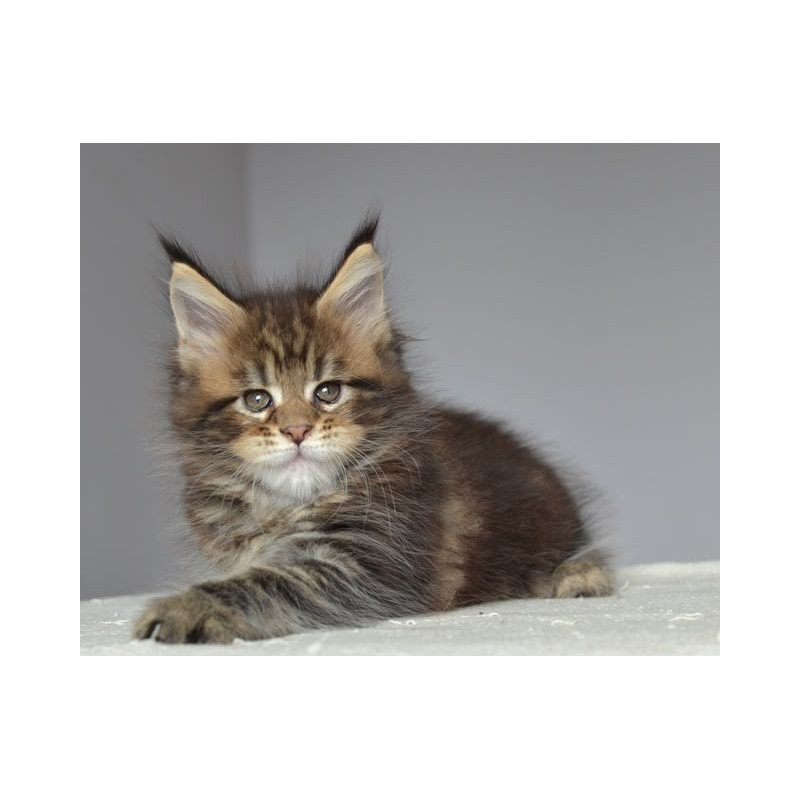 Maine Coon EZ Jemma
