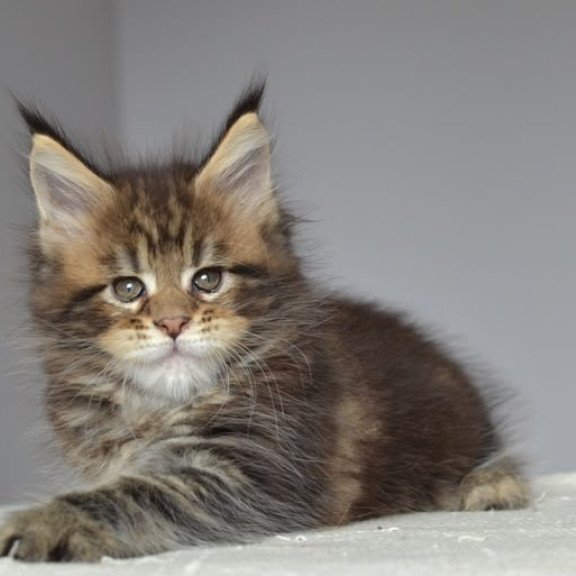Maine Coon EZ Jemma