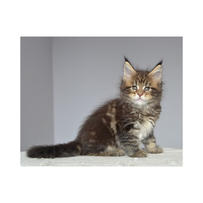 Maine Coon EZ Jemma