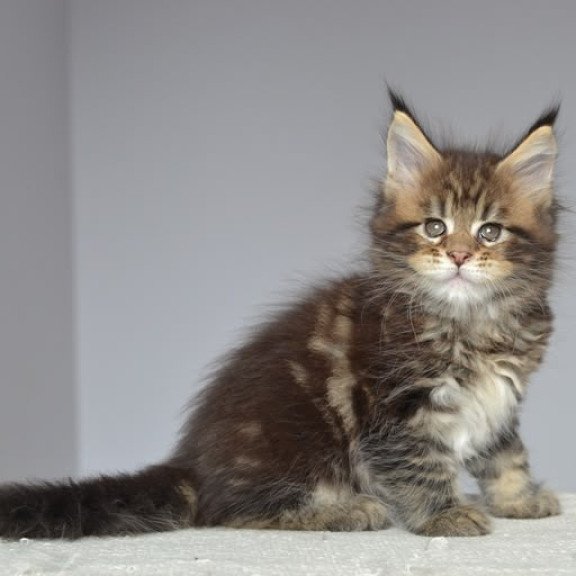 Maine Coon EZ Jemma
