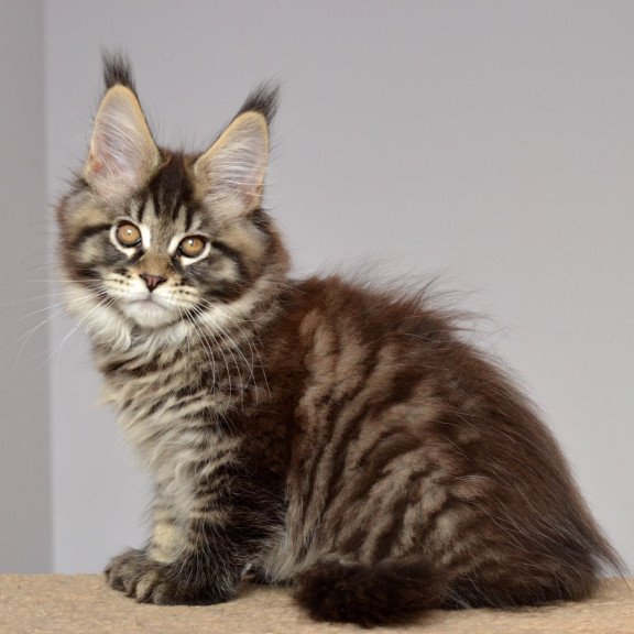 Maine Coon EZ Juliet