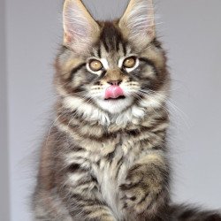 Maine Coon EZ Juliet