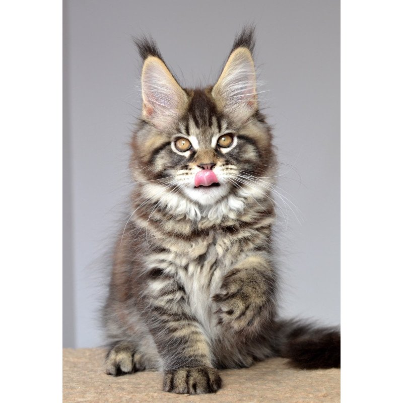 Maine Coon EZ Juliet