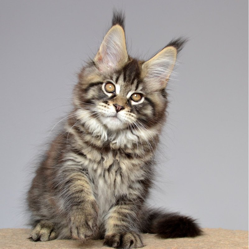 Maine Coon EZ Juliet