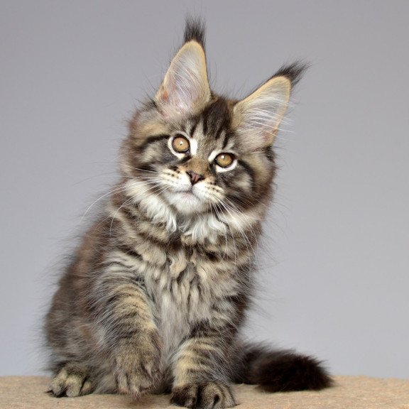 Maine Coon EZ Juliet
