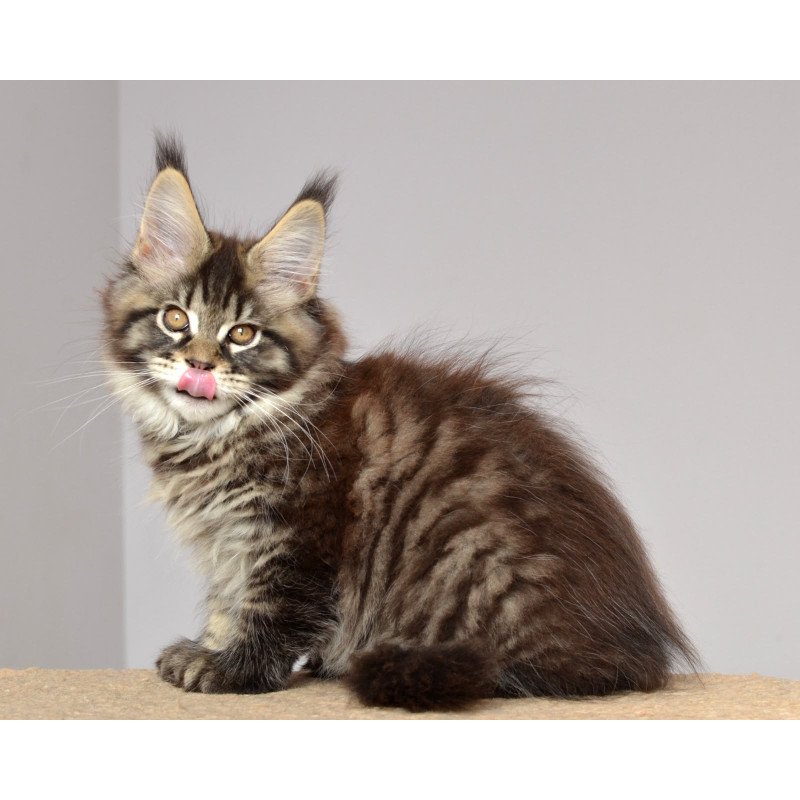 Maine Coon EZ Juliet