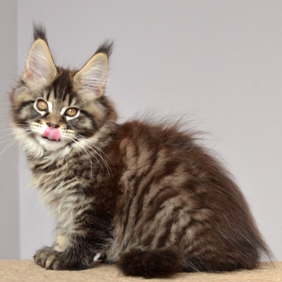 Maine Coon EZ Juliet