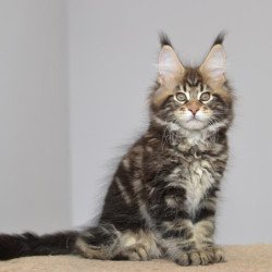 Maine Coon EZ Knyaz