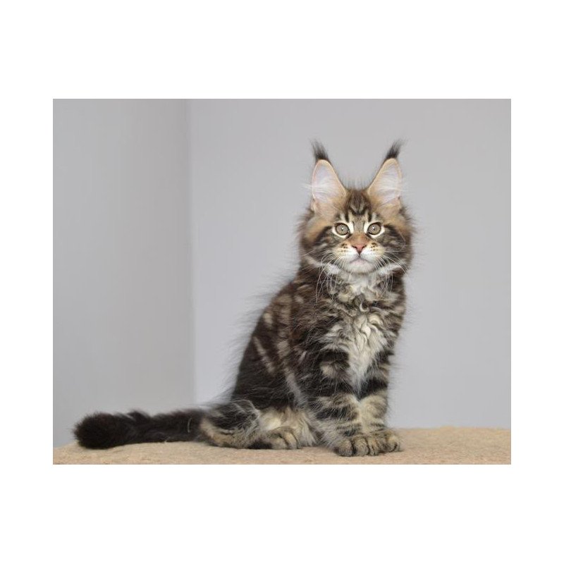 Maine Coon EZ Knyaz