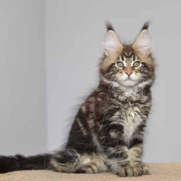 Maine Coon EZ Knyaz