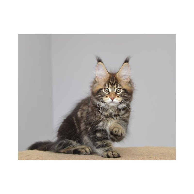 Maine Coon EZ Knyaz
