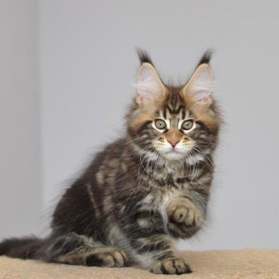 Maine Coon EZ Knyaz