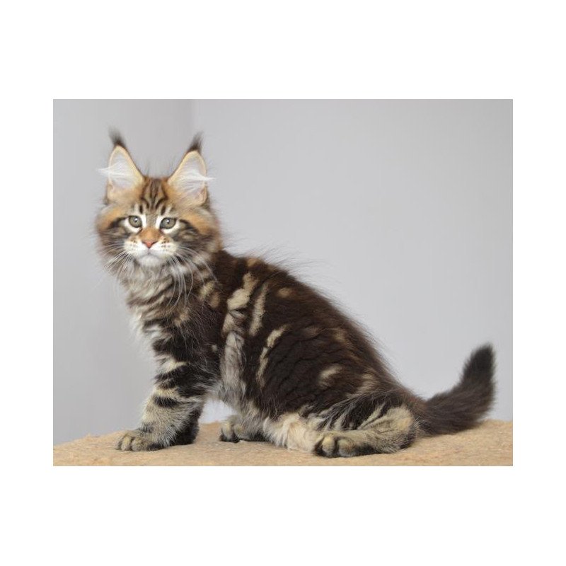 Maine Coon EZ Knyaz