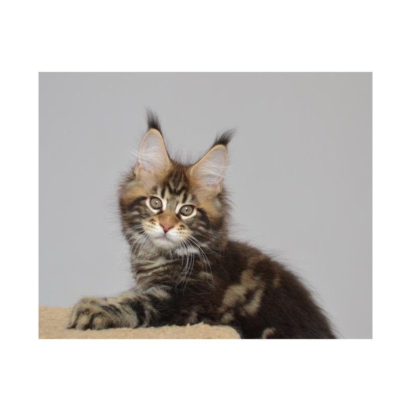 Maine Coon EZ Knyaz