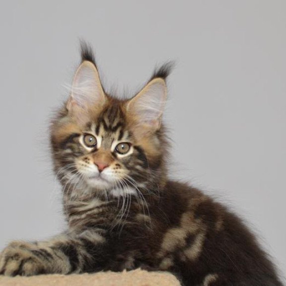 Maine Coon EZ Knyaz