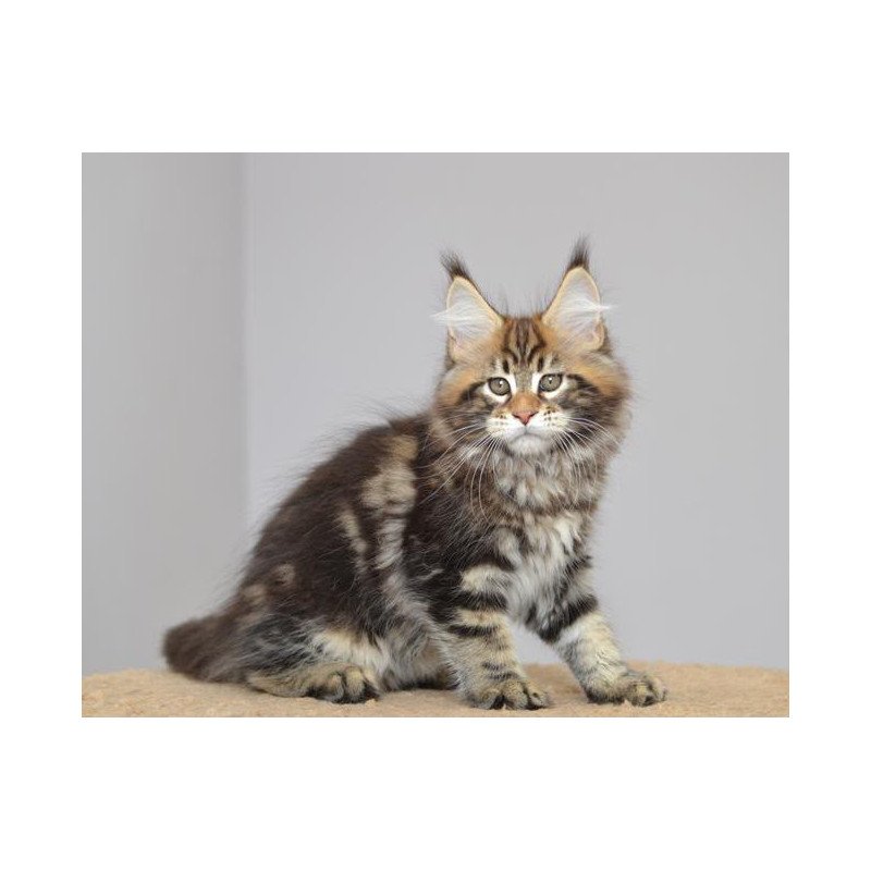 Maine Coon EZ Kavaler