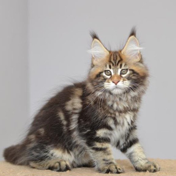 Maine Coon EZ Kavaler