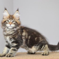 Maine Coon EZ Kavaler