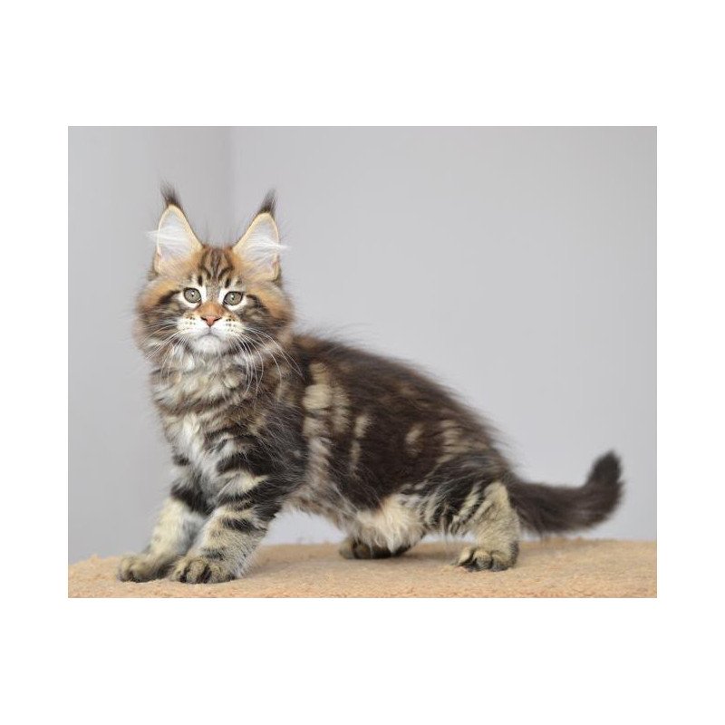 Maine Coon EZ Kavaler