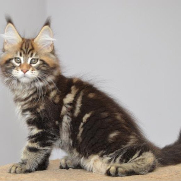 Maine Coon EZ Kavaler