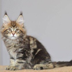 Maine Coon EZ Kai
