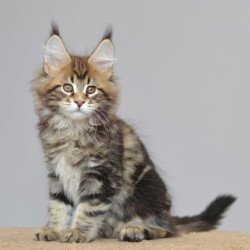 Maine Coon EZ Kai