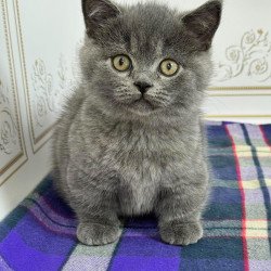 Munchkin NY VET